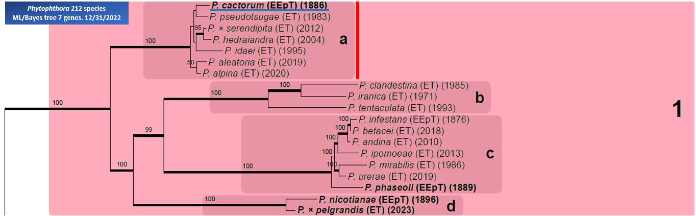    Phytophthora  spp. in subclade 1a:  portion of the seven-loci ML phylogeny featuring the type cultures of 212 described species (by T. Bourret). Notice the position of   P. cactorum  selected specimen CBS 231.30 = Samp;T BL 9 . Gloria Abad, USDA Samp;T.
